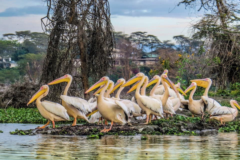 Um grupo de pelicanos em uma pequena ilha, cercada por árvores e vegetação.