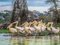 Pelicans in Lake Naivasha, Kenya,