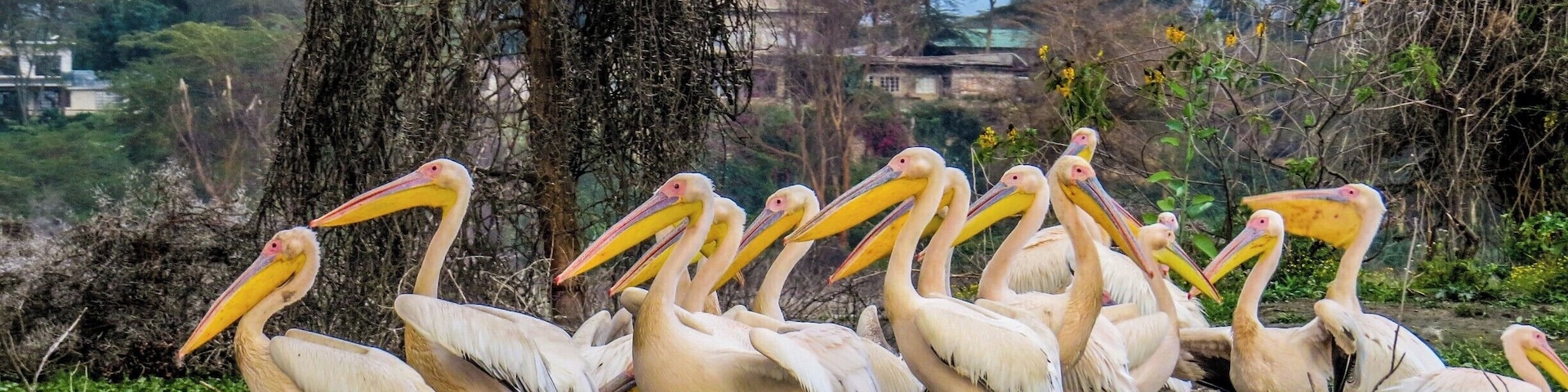 Pelicans in Lake Naivasha, Kenya,