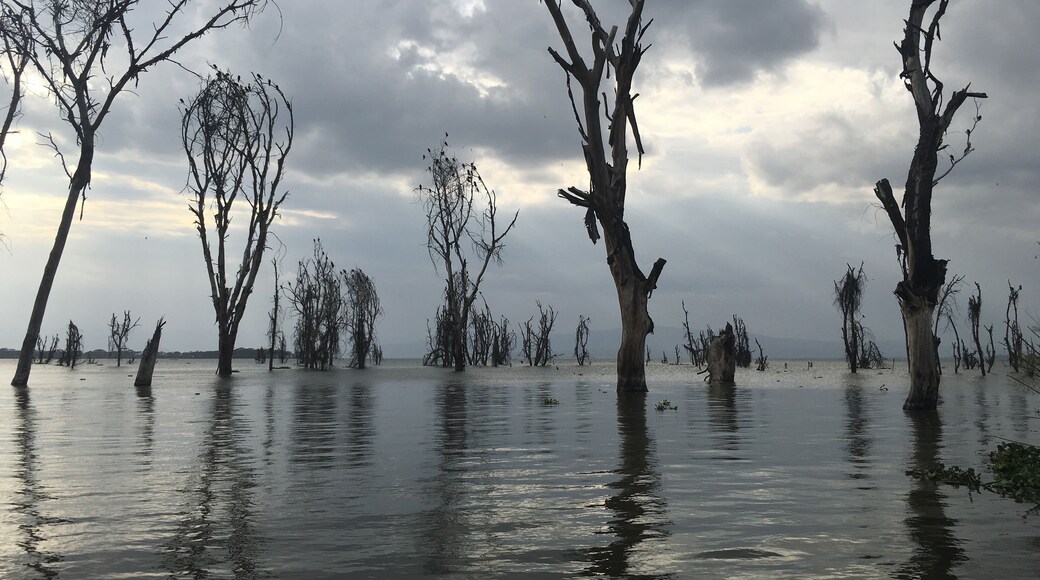 Hippos abound at Lake Naivasha, outside of Nairobi.
#outdoors