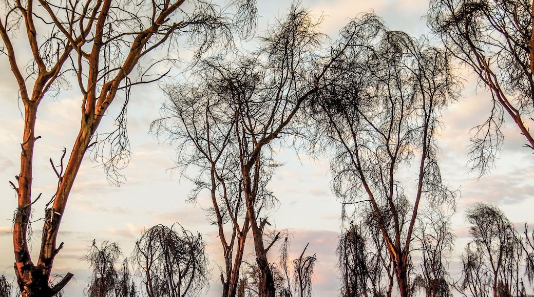 Lake Naivasha in Kenya.
