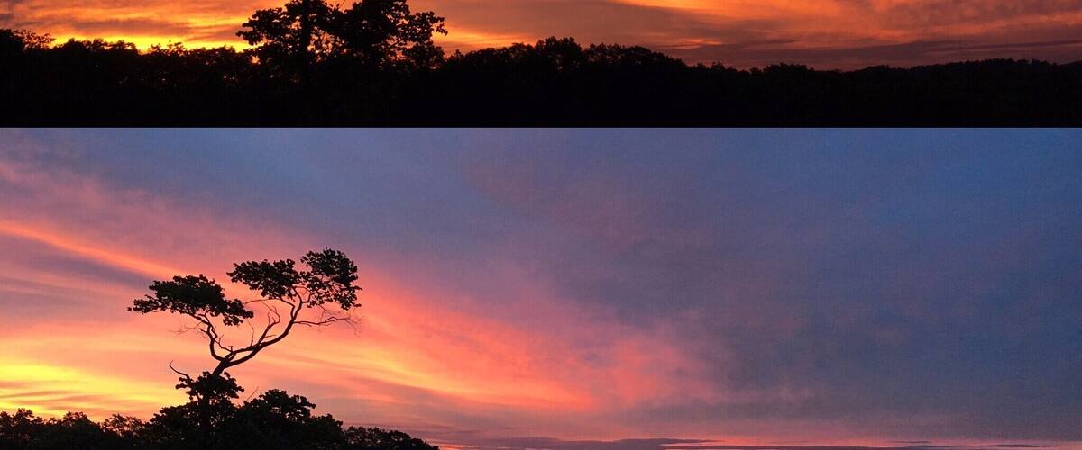 A tree silhouetted against a sunset sky.