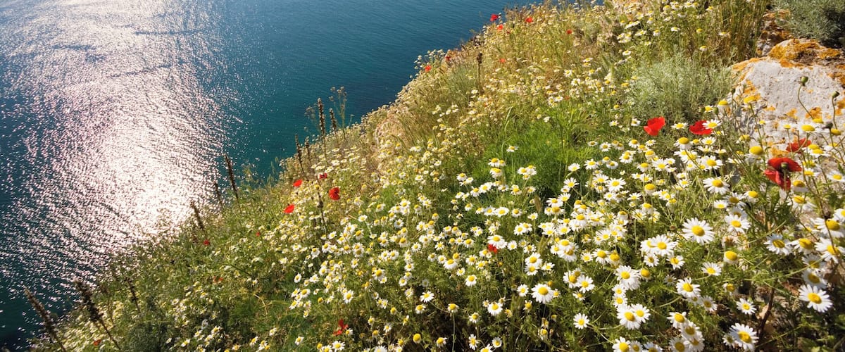 A coastal landscape with a cliff overlooking the sea, featuring wildflowers and a clear sky.