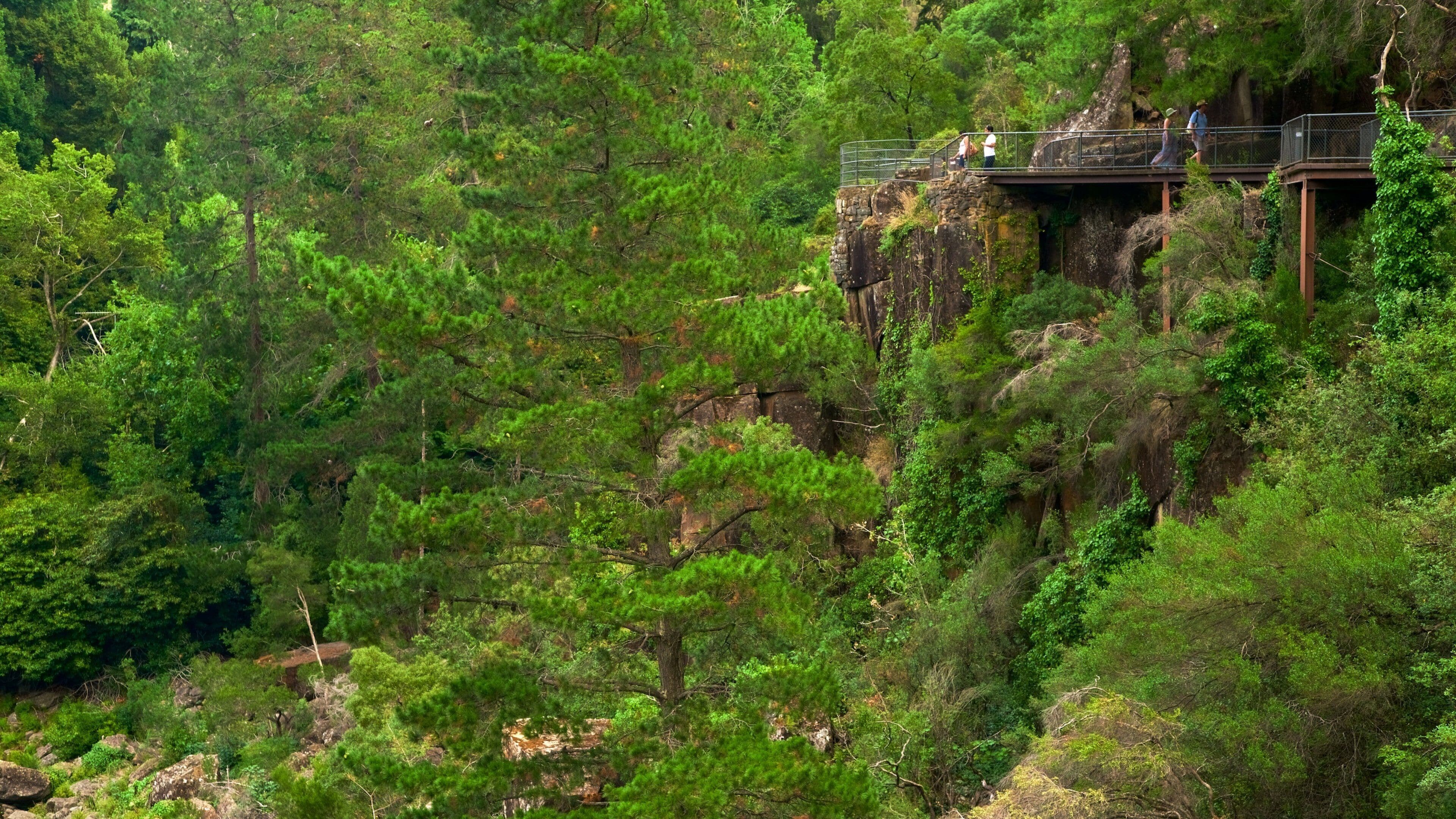 Cataract Gorge showing forest scenes, views and tranquil scenes