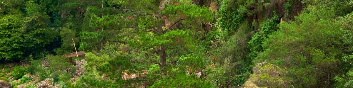 Cataract Gorge showing forest scenes, views and tranquil scenes