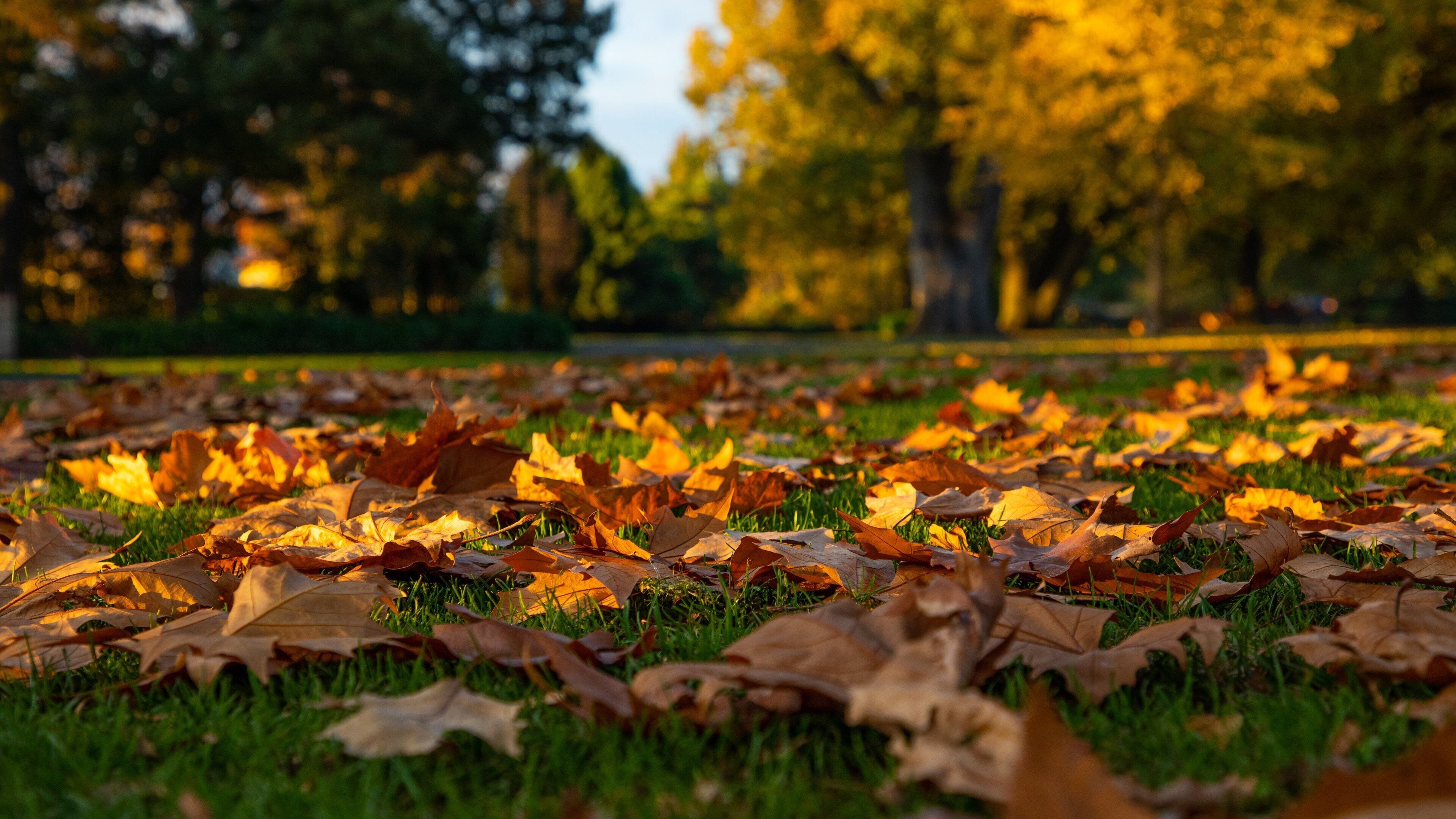 City Park which includes a park and autumn leaves