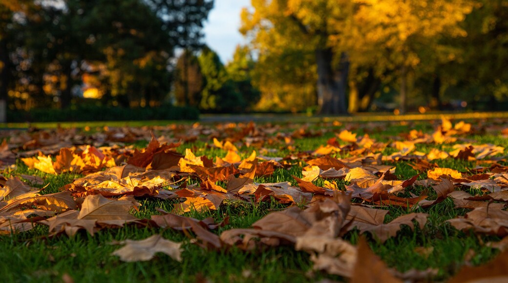 City Park which includes a park and autumn leaves