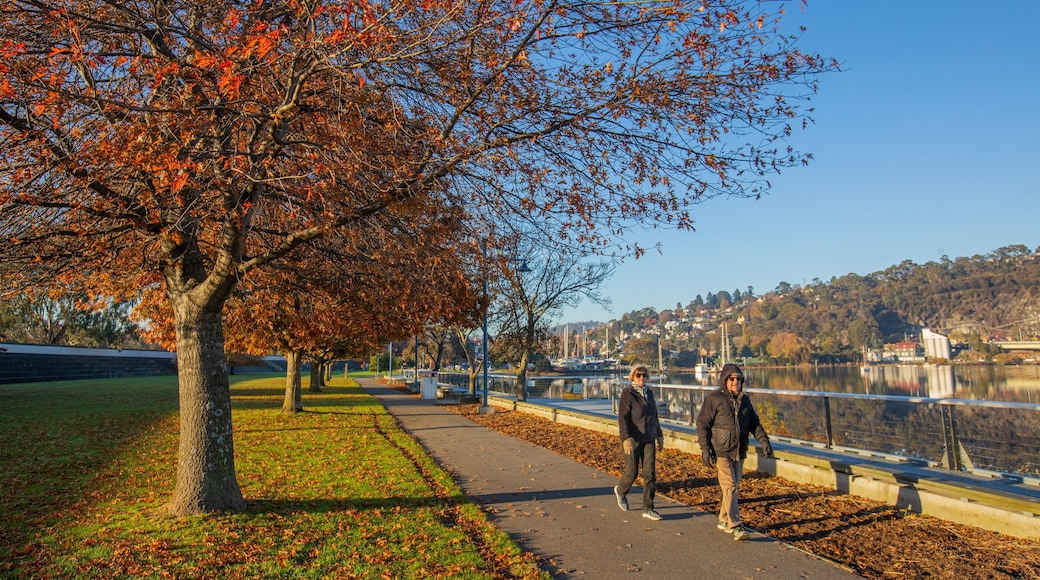 Royal Park which includes a park and autumn leaves as well as a couple
