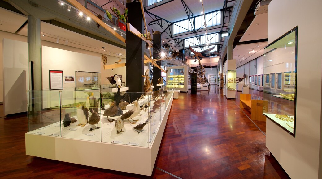 Queen Victoria Museum montrant patrimoine historique et vues intérieures