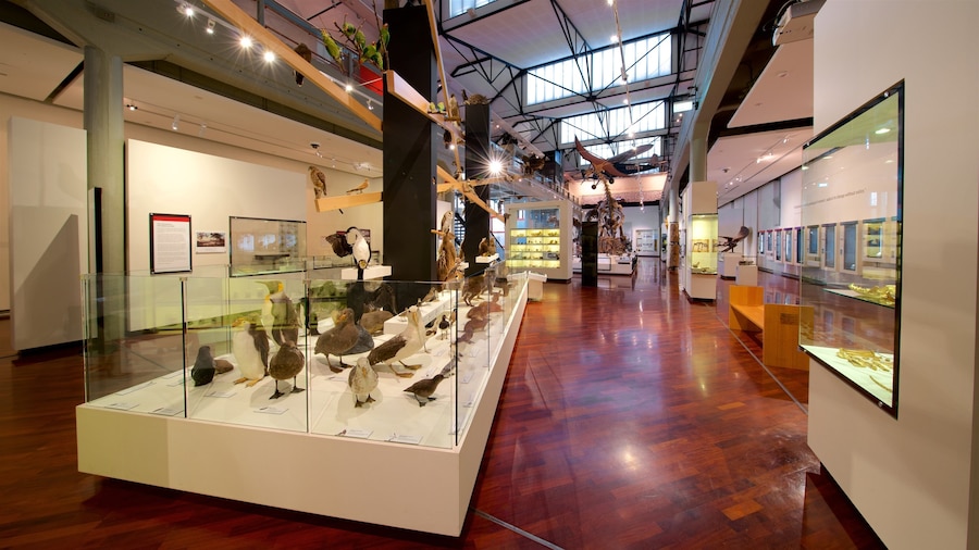 維多利亞女王博物館 设有 傳統元素 和 內部景觀