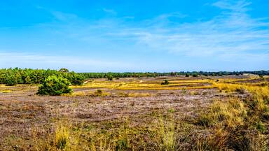 Panorama of the heather fields and forests in the Hoge Veluwe nature reserve in Gelderland province in Netherlands