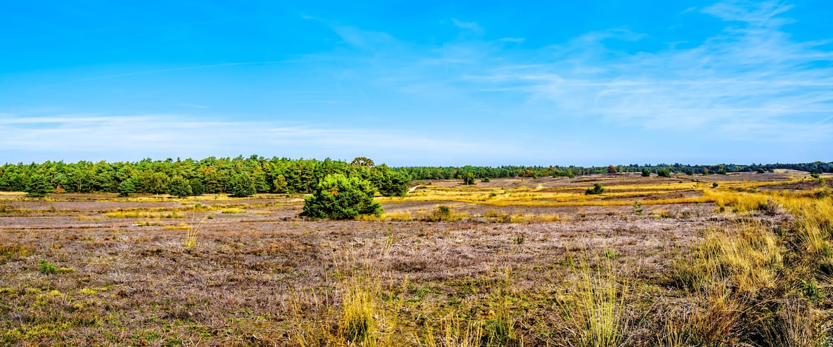 A vast landscape with a dense forest in the background and a field of dry grass in the foreground.