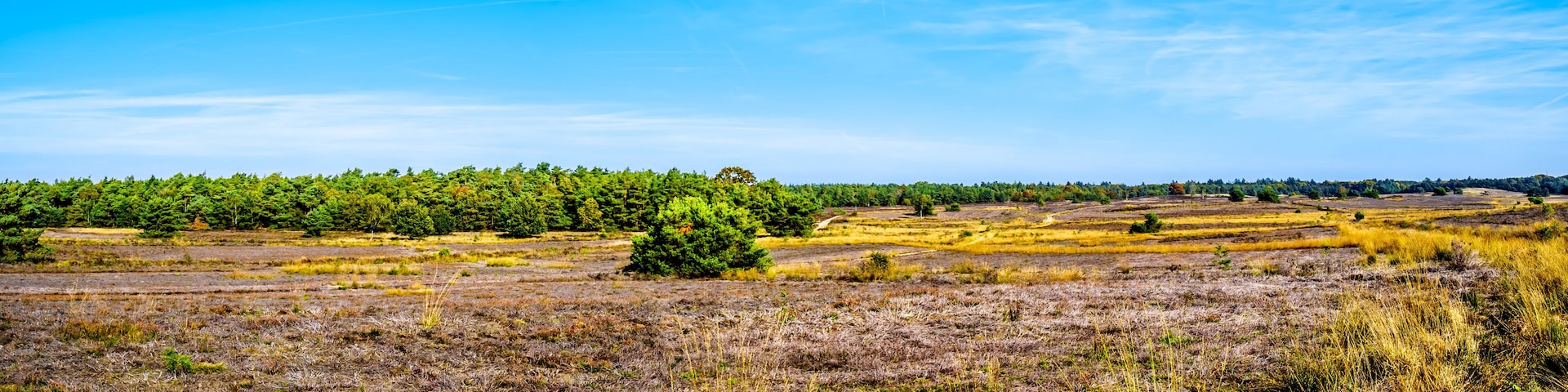 A vast landscape with a dense forest in the background and a field of dry grass in the foreground.
