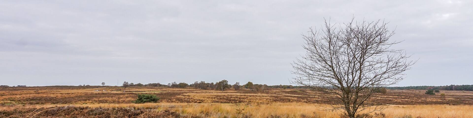 Heather Fields in Holland in the Fall in the area outside Ermelo in the Province of Gelderland