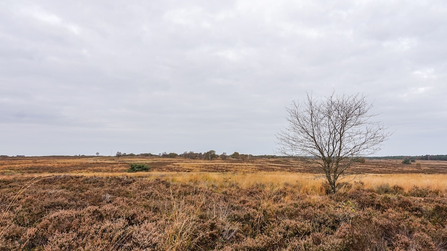 Heather Fields in Holland in the Fall in the area outside Ermelo in the Province of Gelderland