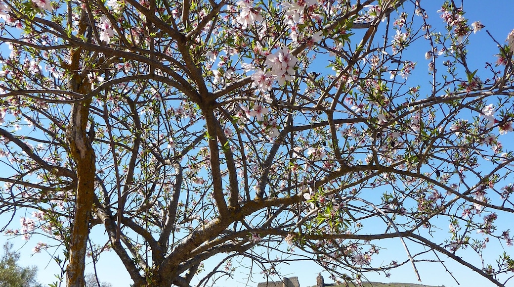 This is a photography of a Site of Community Importance in Spain with the ID: