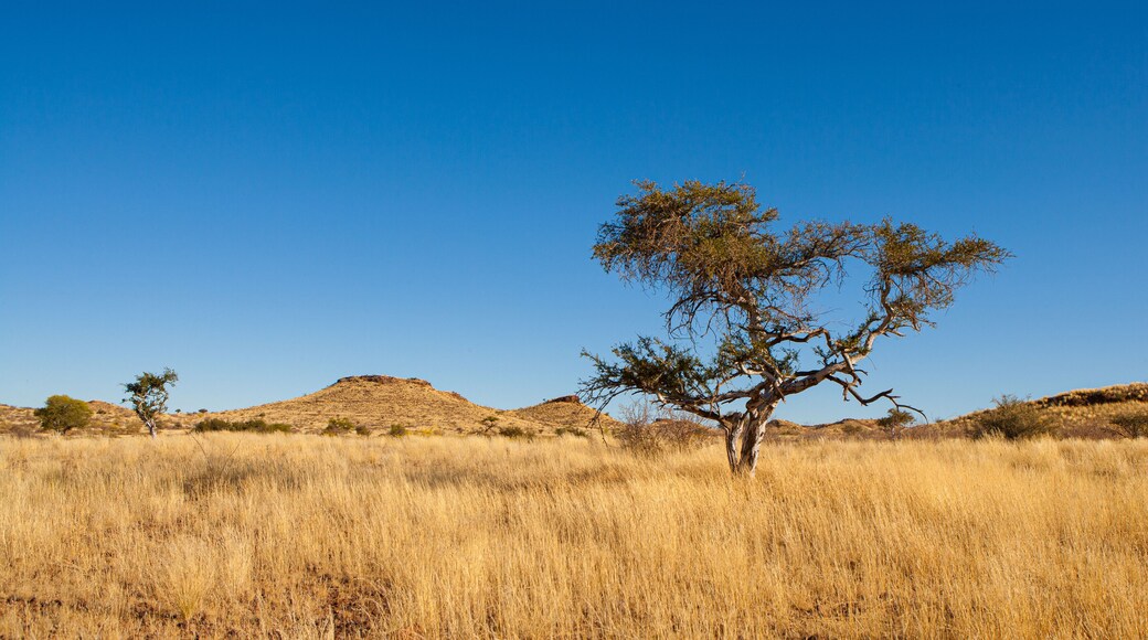 Panorama of typical landscape in central namibia; dry savanna with rolling hills and Camelthorn trees