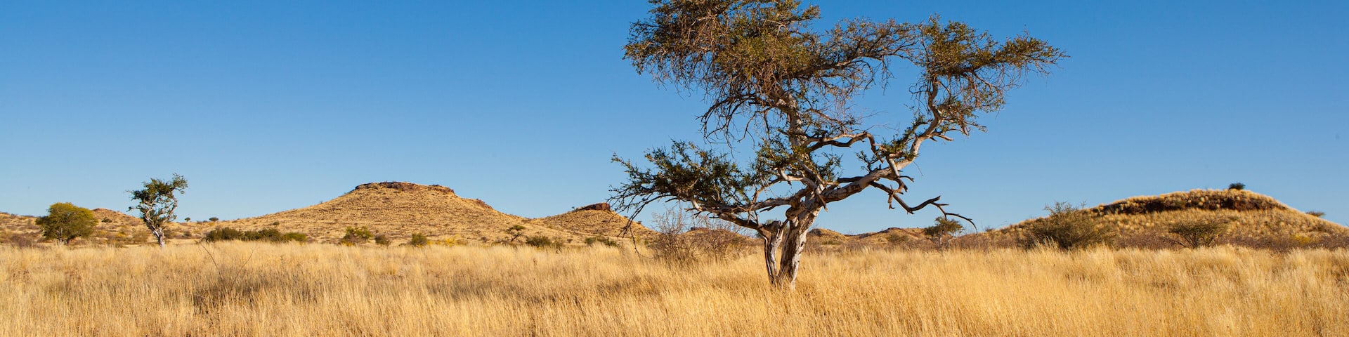 Panorama of typical landscape in central namibia; dry savanna with rolling hills and Camelthorn trees