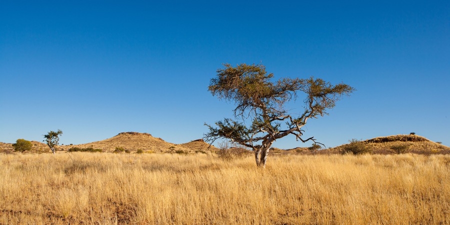 A savanna landscape with dry grass, a prominent tree, and rolling hills under a clear blue sky.