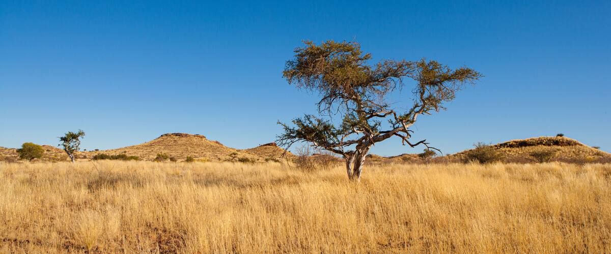 A savanna landscape with dry grass, a prominent tree, and rolling hills under a clear blue sky.
