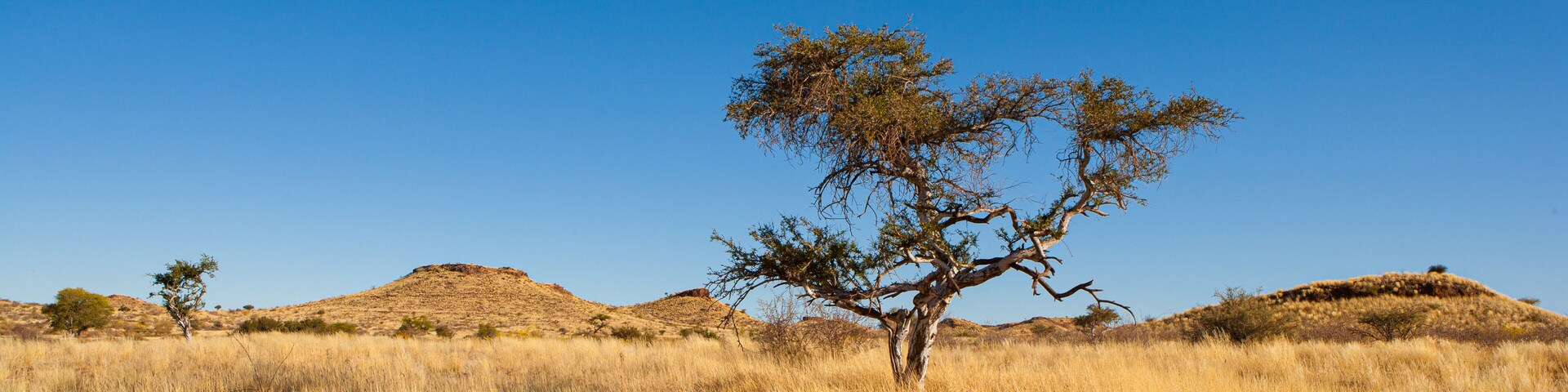 A savanna landscape with dry grass, a prominent tree, and rolling hills under a clear blue sky.