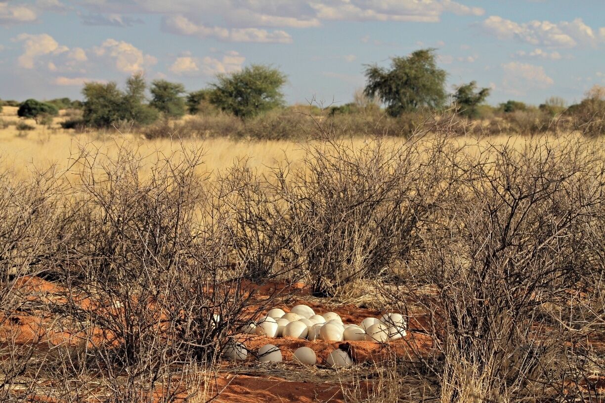 We drove south from Windhoek towards the small city Mariental in the Kalahari Desert. First stop was Anib Lodge Kalahari were we spent the night. Read more about Namibia at: http://www.travelwithallsenses.com/namibia-desert-country-surprises/