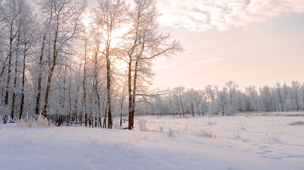 A snowy forest with bare trees and a clear sky.