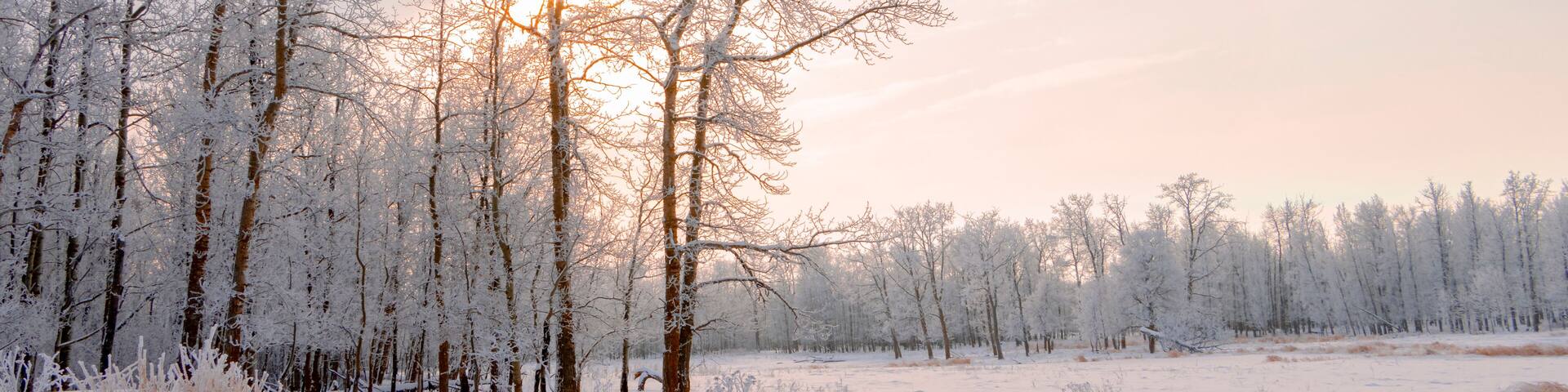 sunrise in winter landscape with hoar frost covering trees