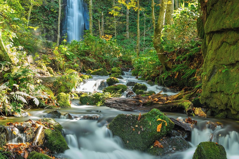 A forest with a waterfall, a stream, and moss-covered rocks.