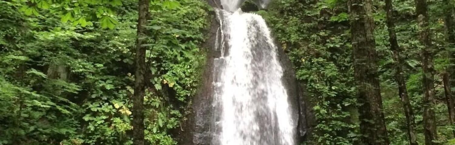 Una cascada en un bosque frondoso.