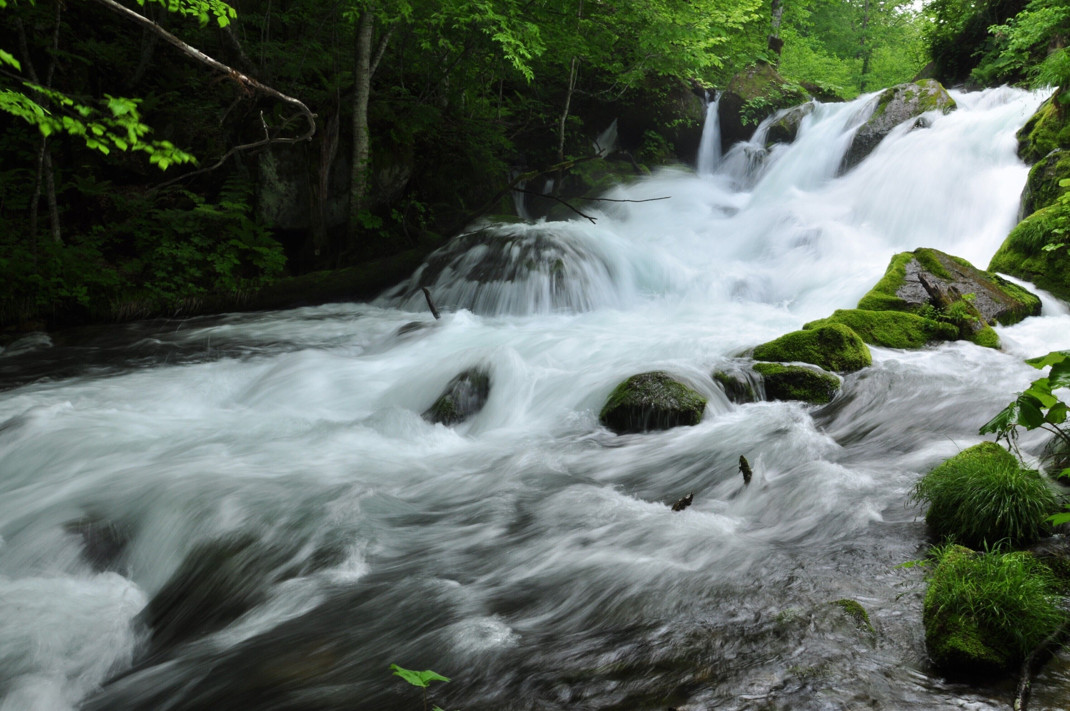 A fast-flowing river with moss-covered rocks and lush green foliage.