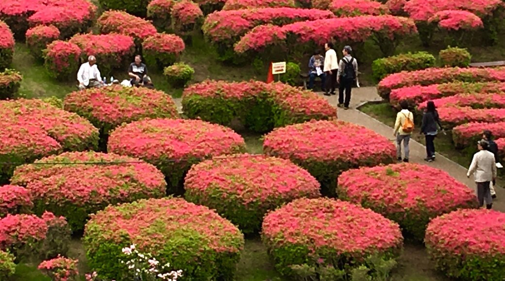 Spring time in Ito! Beautiful azaleas!