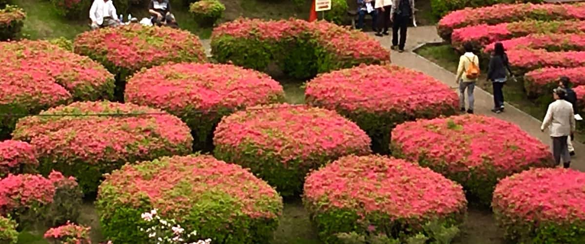 Spring time in Ito! Beautiful azaleas!