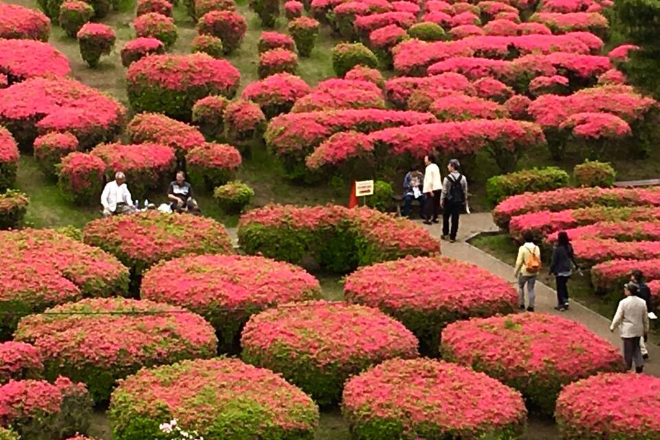A garden with rows of pink flowering bushes and people walking on a path.