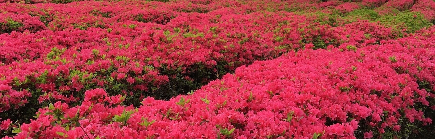Red is beautiful in Izu Peninsula. Surprisingly close to Tokyo, just less than 2 hours from Shinagawa station.
