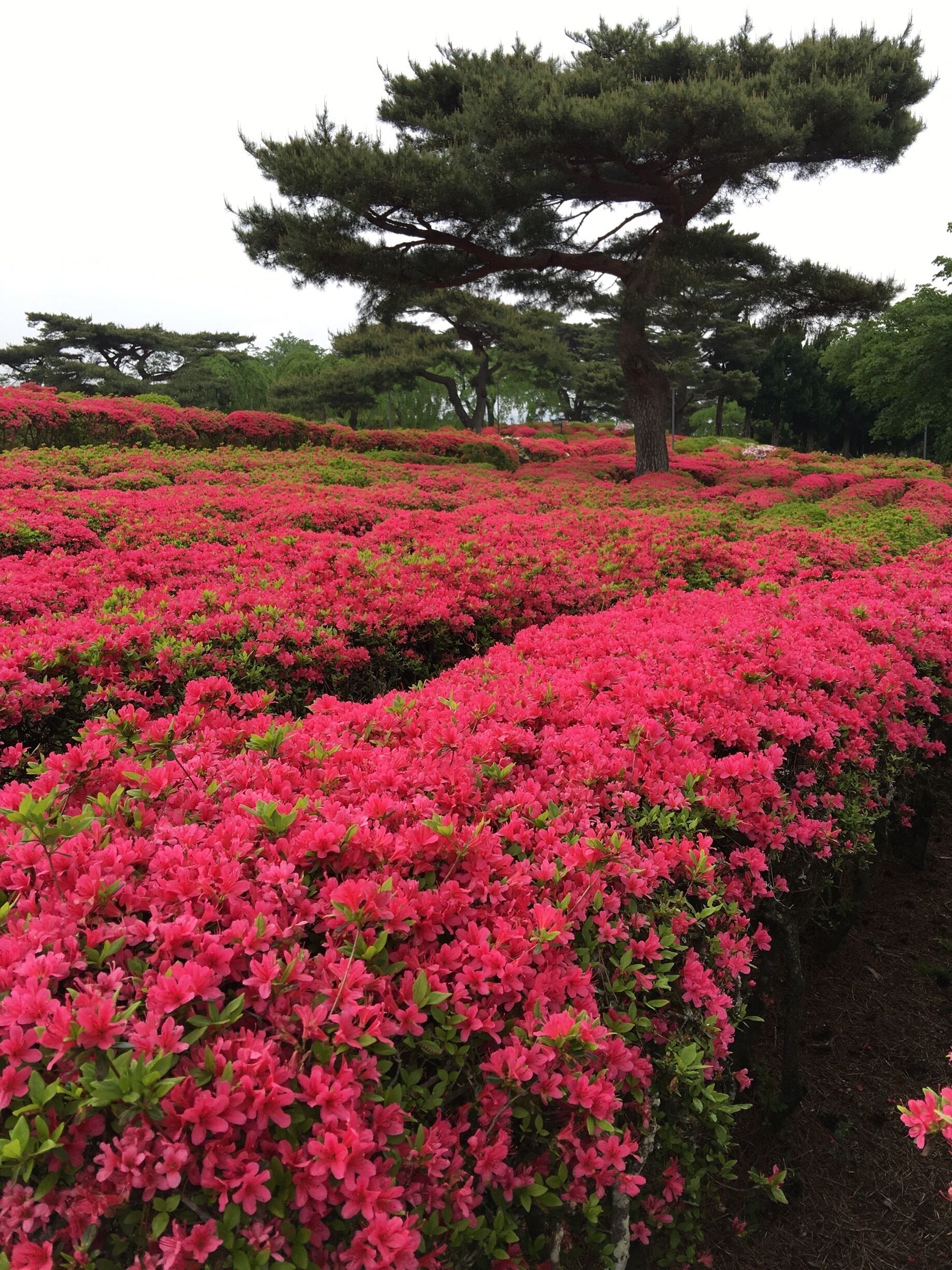 A garden with rows of pink azaleas and a large tree in the background.