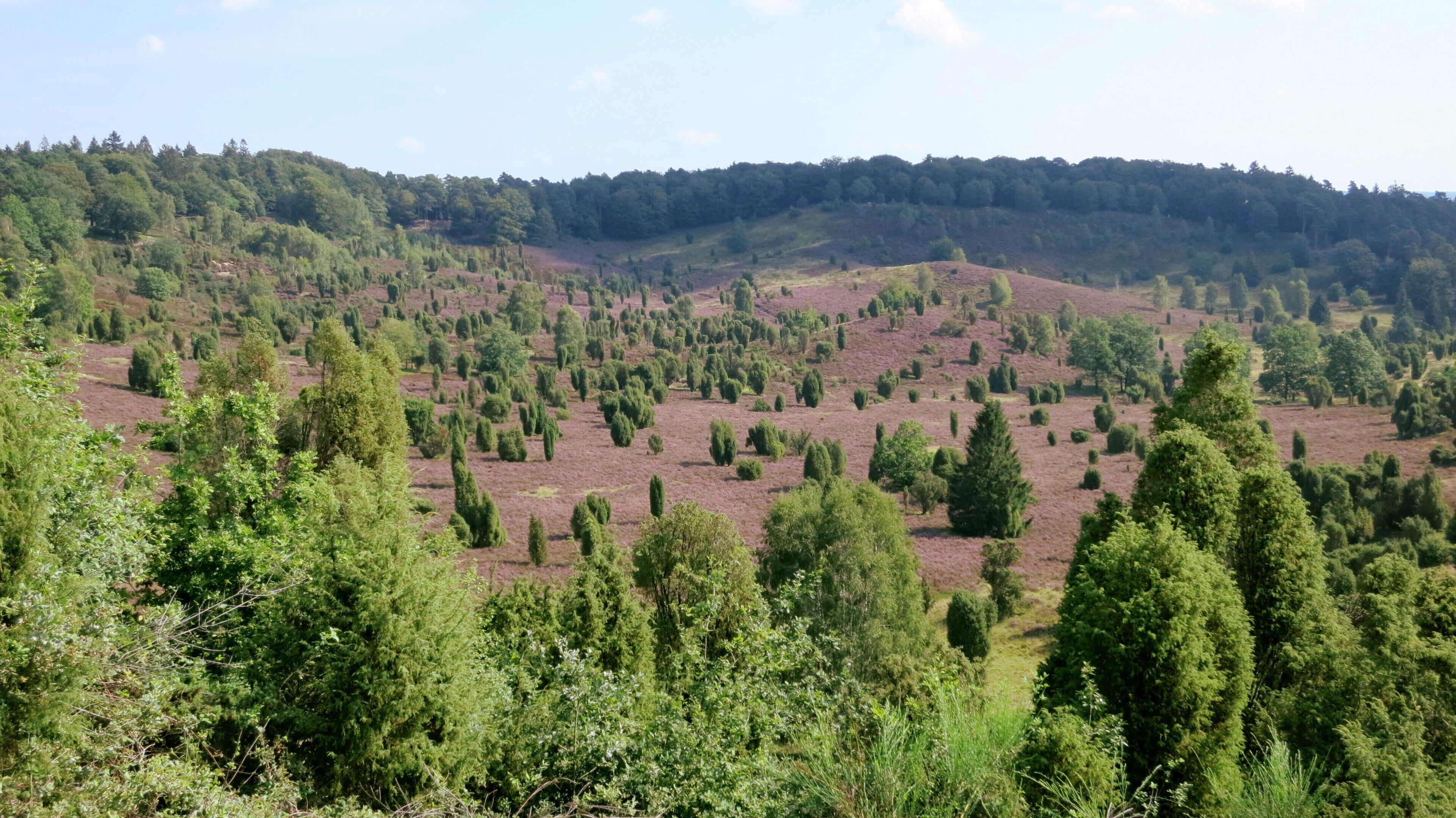 Blick über das Heidetal "Totengrund" bei Wilsede