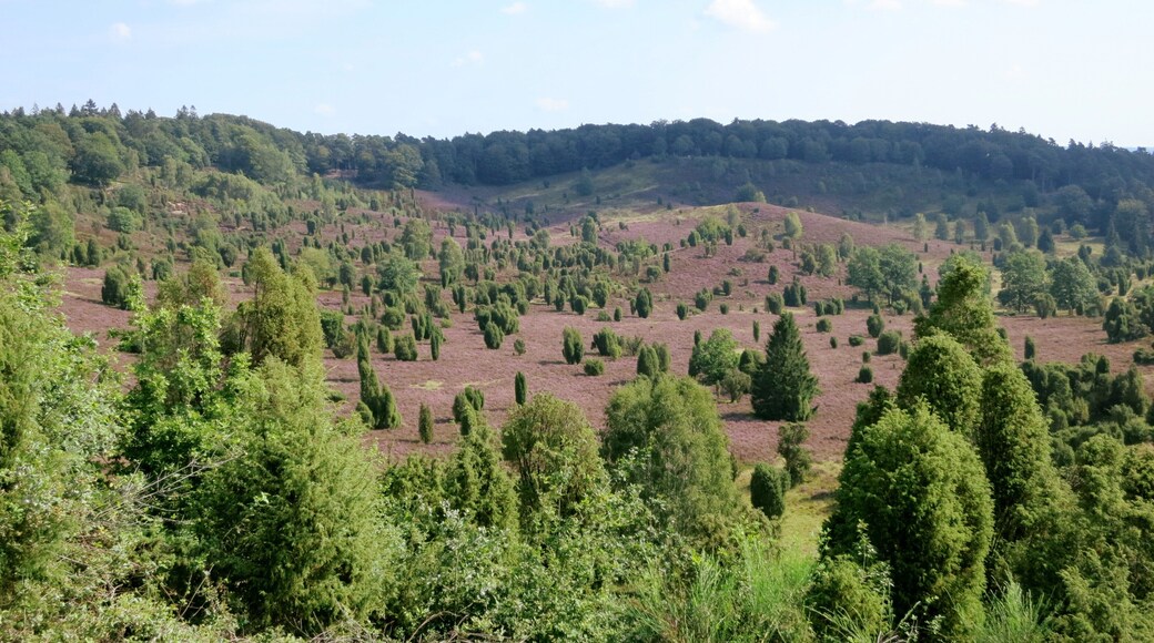 Blick über das Heidetal "Totengrund" bei Wilsede