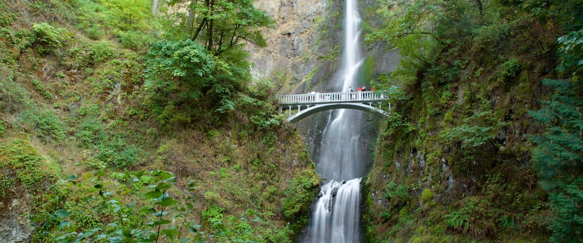 Multnomah Falls which includes a bridge, a waterfall and rainforest