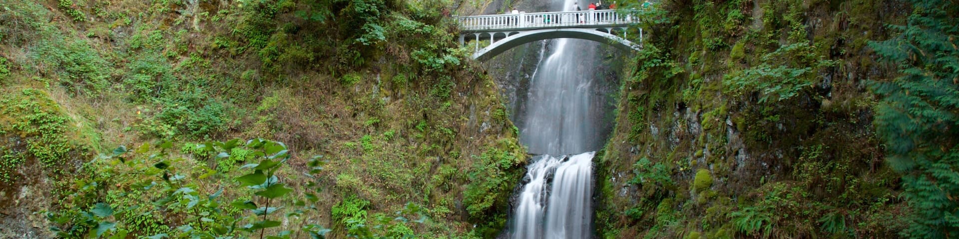 Multnomah Falls which includes a bridge, a waterfall and rainforest