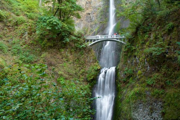 Multnomah Falls which includes a bridge, a waterfall and rainforest