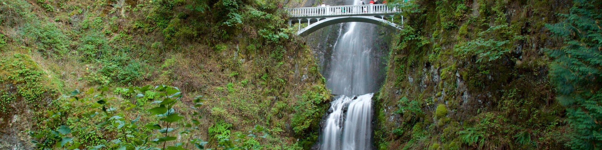 Multnomah Falls which includes a bridge, a waterfall and rainforest