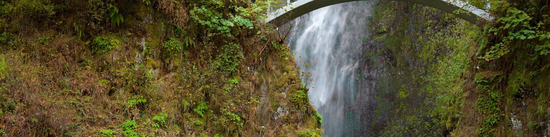 Cascadas de Multnomah que incluye un puente, una catarata y bosque tropical