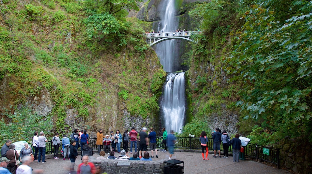 Multnomah Falls featuring a cascade and views as well as a large group of people