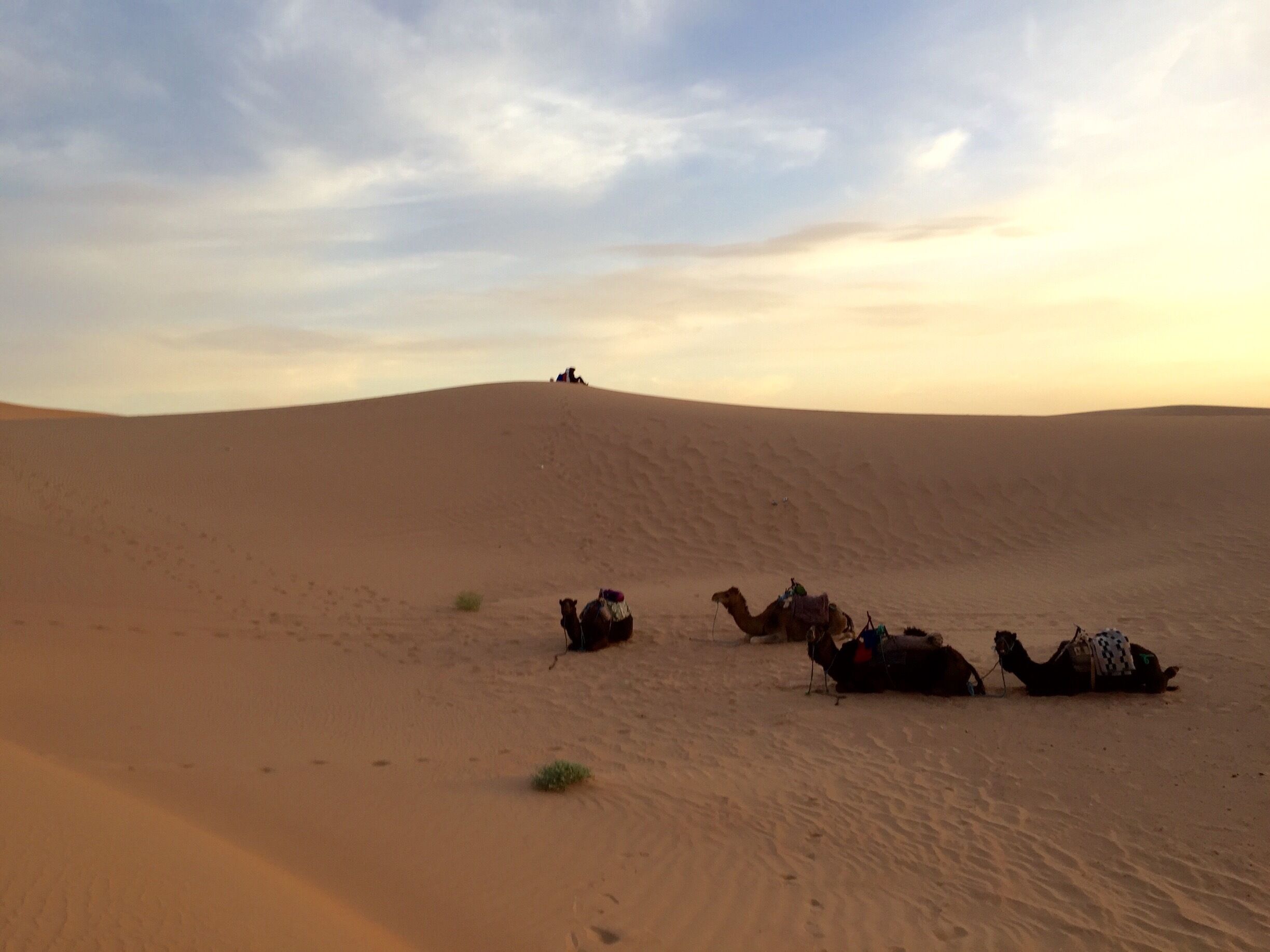 Early morning in the desert ...