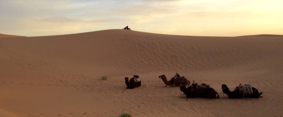 Early morning in the desert ...