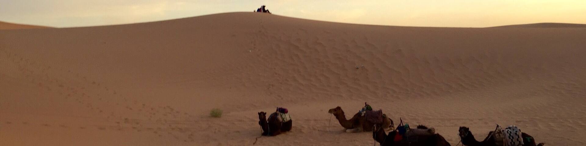 Early morning in the desert ...