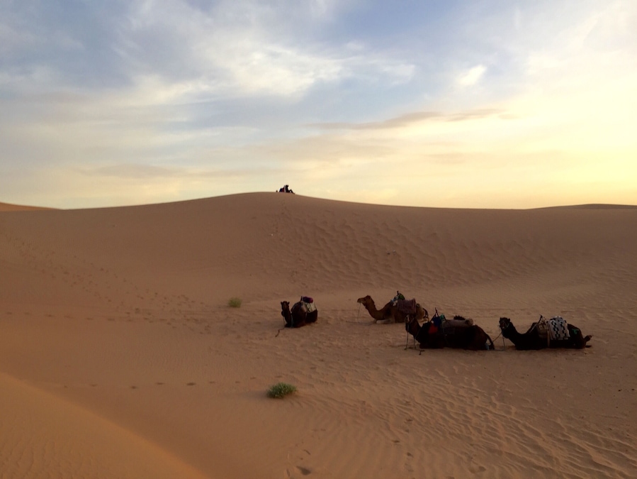 Early morning in the desert ...