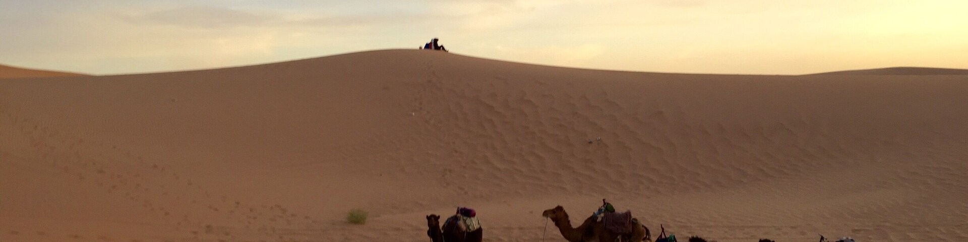 Early morning in the desert ...