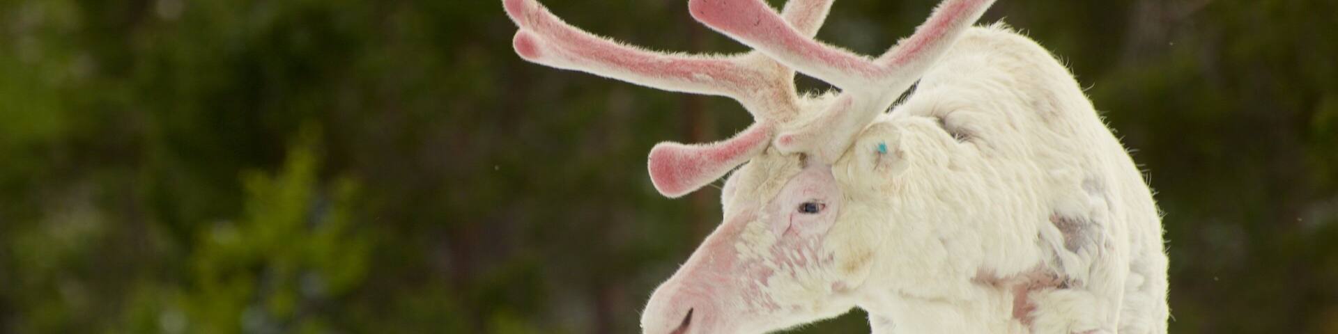 A reindeer with antlers standing on snow.